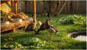 indian runner duck husbandry and care