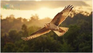 juvenile and dark morph variations