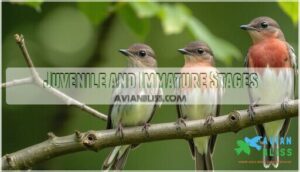 juvenile and immature stages