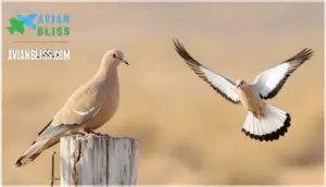key field marks in flight and perching