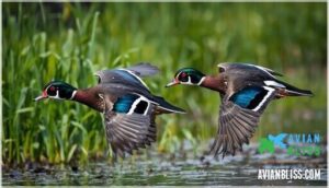 key identification features