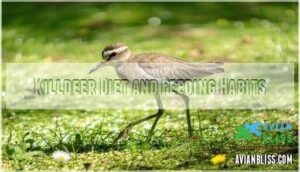killdeer diet and feeding habits