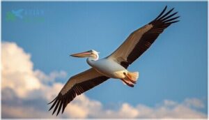 large white birds with black under wings