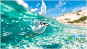 least tern diet and foraging habits least tern diet and foraging habits