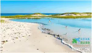 least tern habitat and distribution least tern habitat and distribution