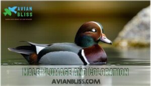 male plumage and coloration