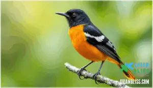 male plumage characteristics