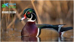 male wood duck plumage