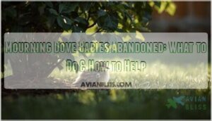 mourning dove babies abandoned