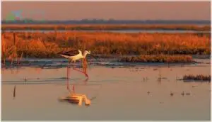 natural habitat and distribution natural habitat and distribution