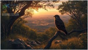 nightjar conservation and threats