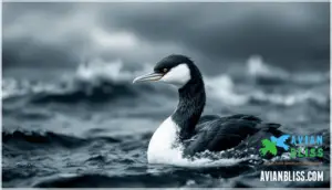 non-breeding (winter) appearance