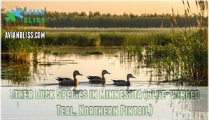 other duck species in minnesota (blue-winged teal, northern pintail)