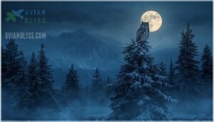 owl conservation and observation in colorado