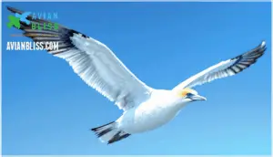 physical characteristics and size