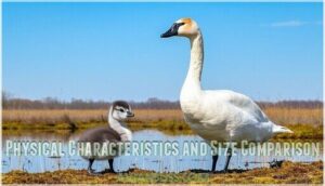 physical characteristics and size comparison