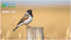 physical description and identification