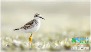 physical description and size