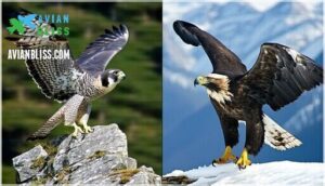 physical features of falcons and eagles