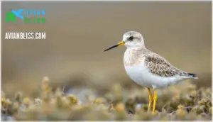 plumage and coloration