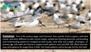 plumage changes and juvenile features