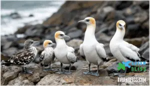 plumage changes by age