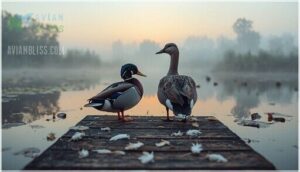 plumage characteristics