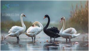 plumage differences across species