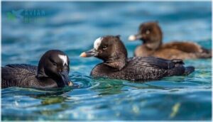 plumage patterns and markings