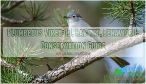 plumbeous vireo