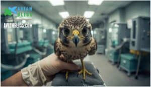 raptor rehabilitation