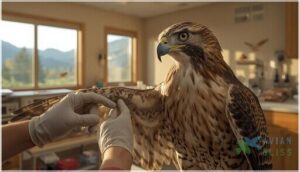 raptor rehabilitation in colorado