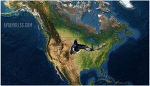 red-tailed hawk distribution