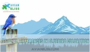 regional differences in bluebird coloration