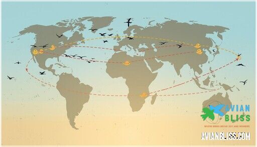 Where Do Different Birds Migrate? Routes, Patterns & Flyways