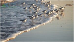 sanderlings and their behavior