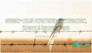 scissor tailed flycatcher