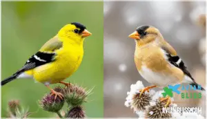 seasonal changes in appearance