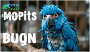 signs of over-preening or plucking signs of over-preening or plucking