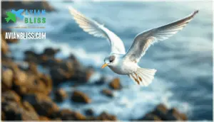 size, length, and wingspan