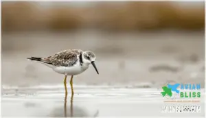 size, shape, and measurements