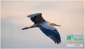 size, shape, and wingspan