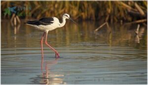 size, weight, and wingspan measurements size, weight, and wingspan measurements