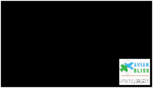 size, wingspan, and measurements