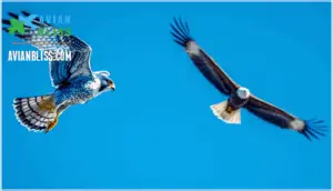 speed of falcons and eagles