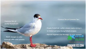 tail, wing, and leg characteristics