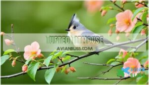 tufted titmouse tufted titmouse