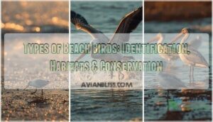 types of beach birds