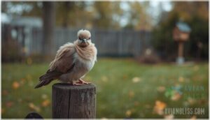 understanding an abandoned baby dove