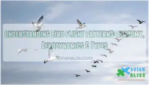understanding bird flight patterns